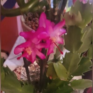 Meet your Posher, Lora